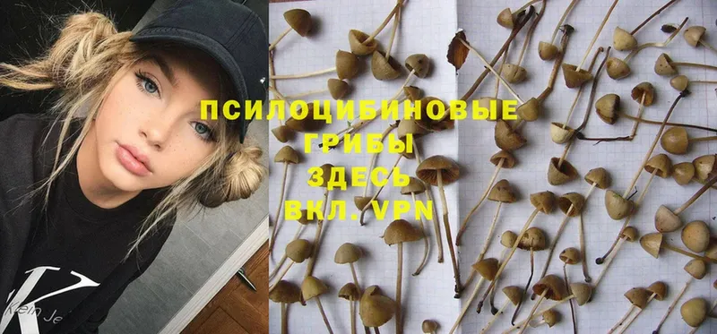 где купить наркоту  Гагарин  Псилоцибиновые грибы Cubensis 